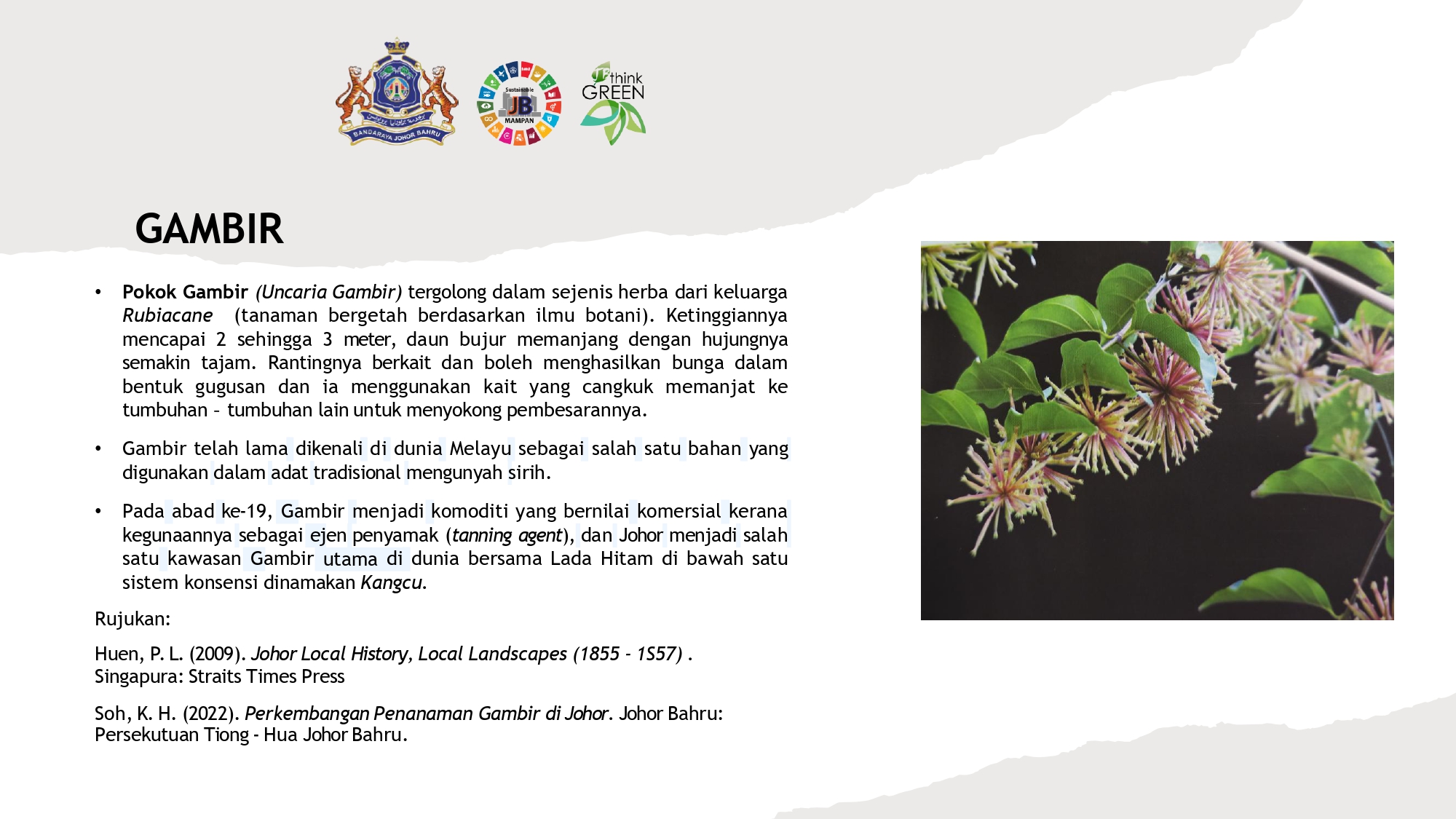Info Tanaman Gambir