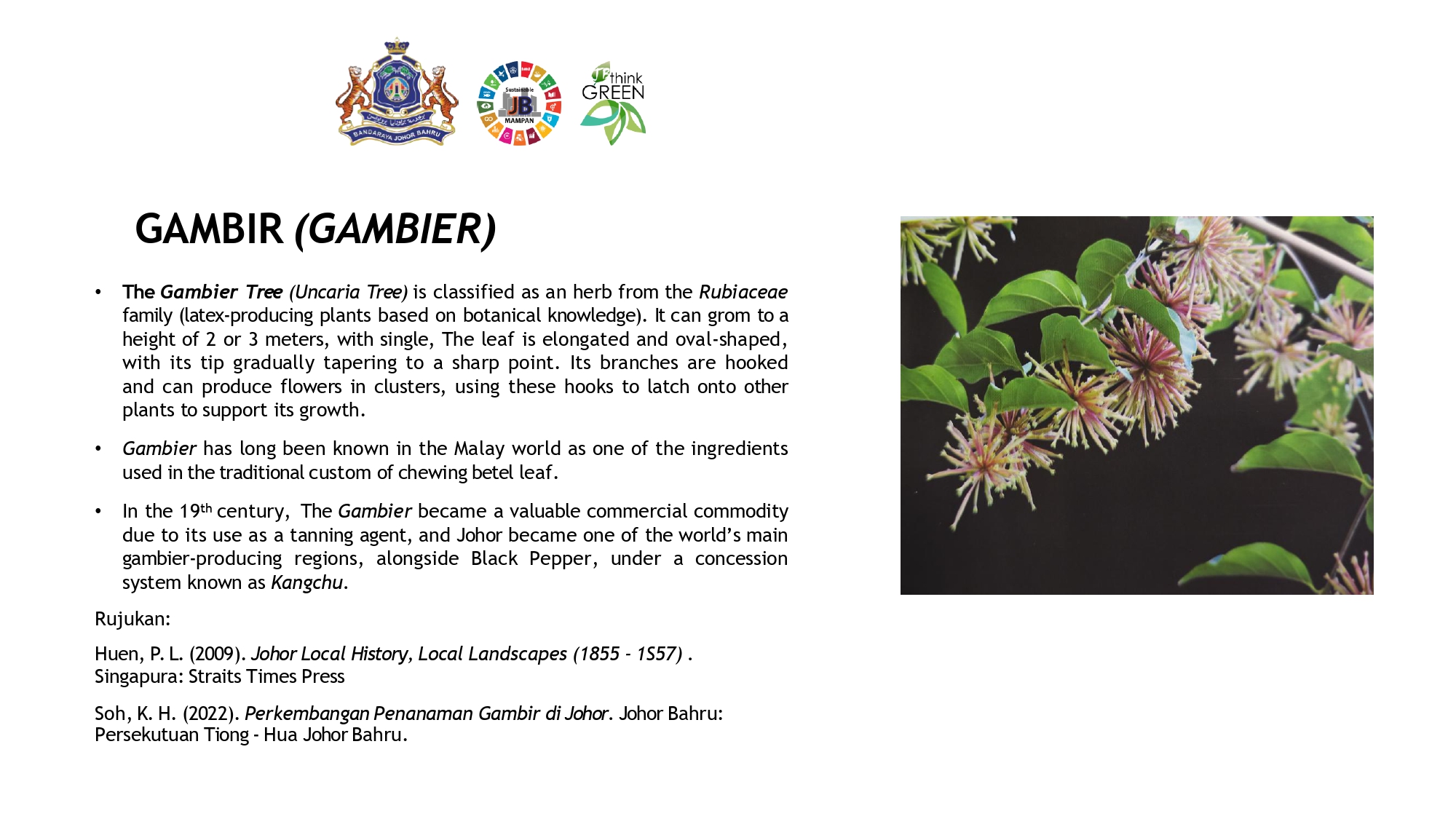 Info Tanaman Gambir