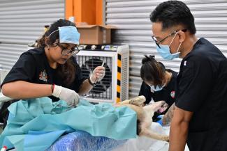 program kembiri anjing liar penutup 2026