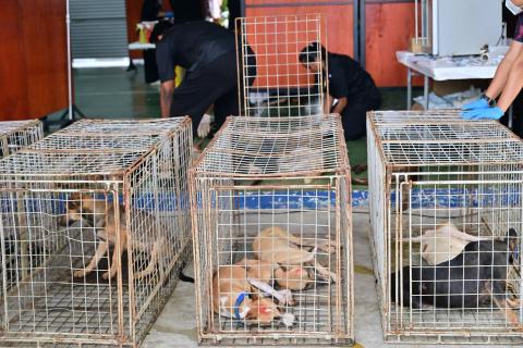 program kembiri anjing liar penutup tahun 2026