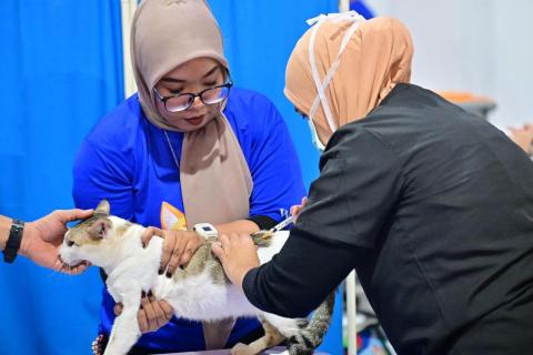 kembiri kucing